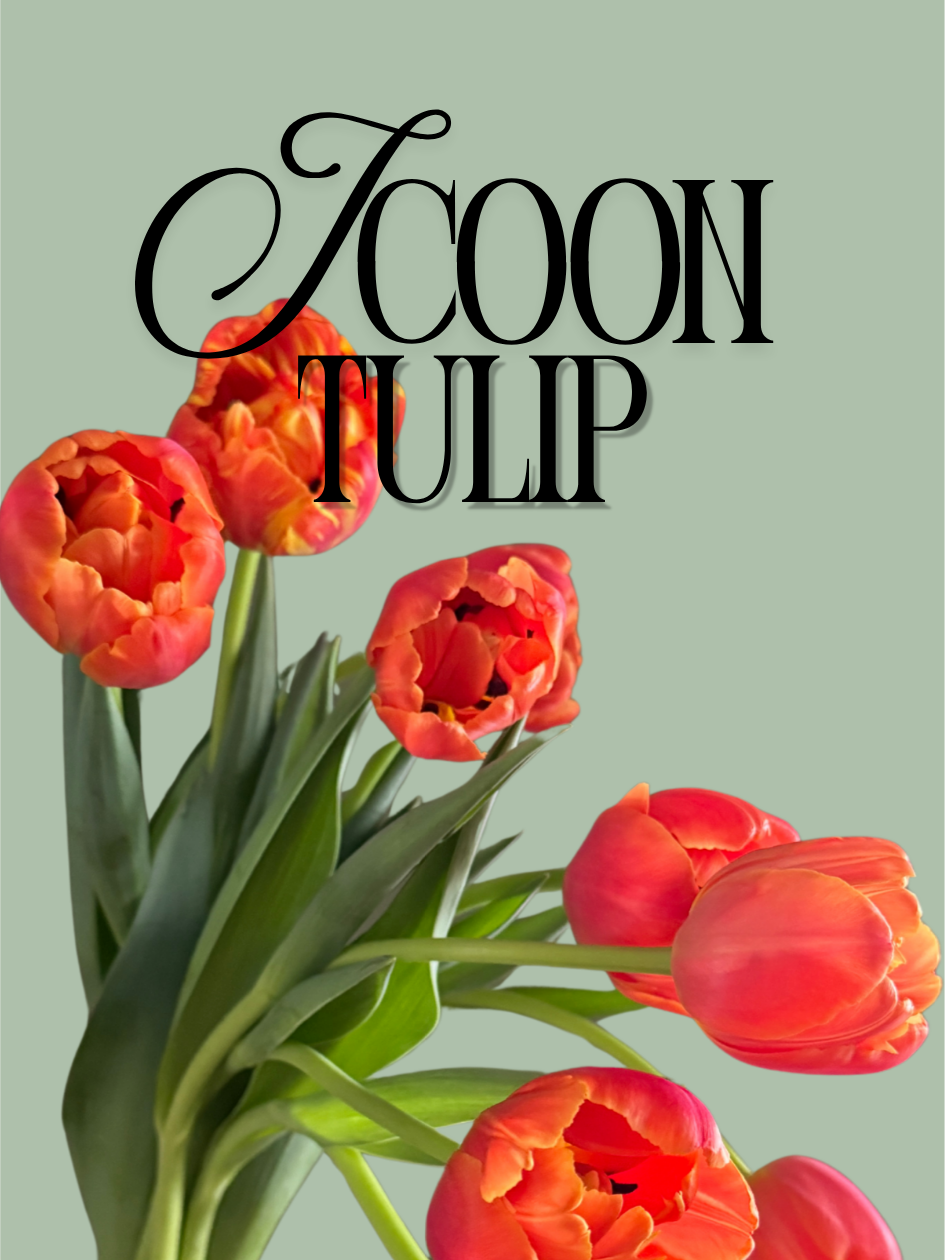 Icoon Tulip Bulbs