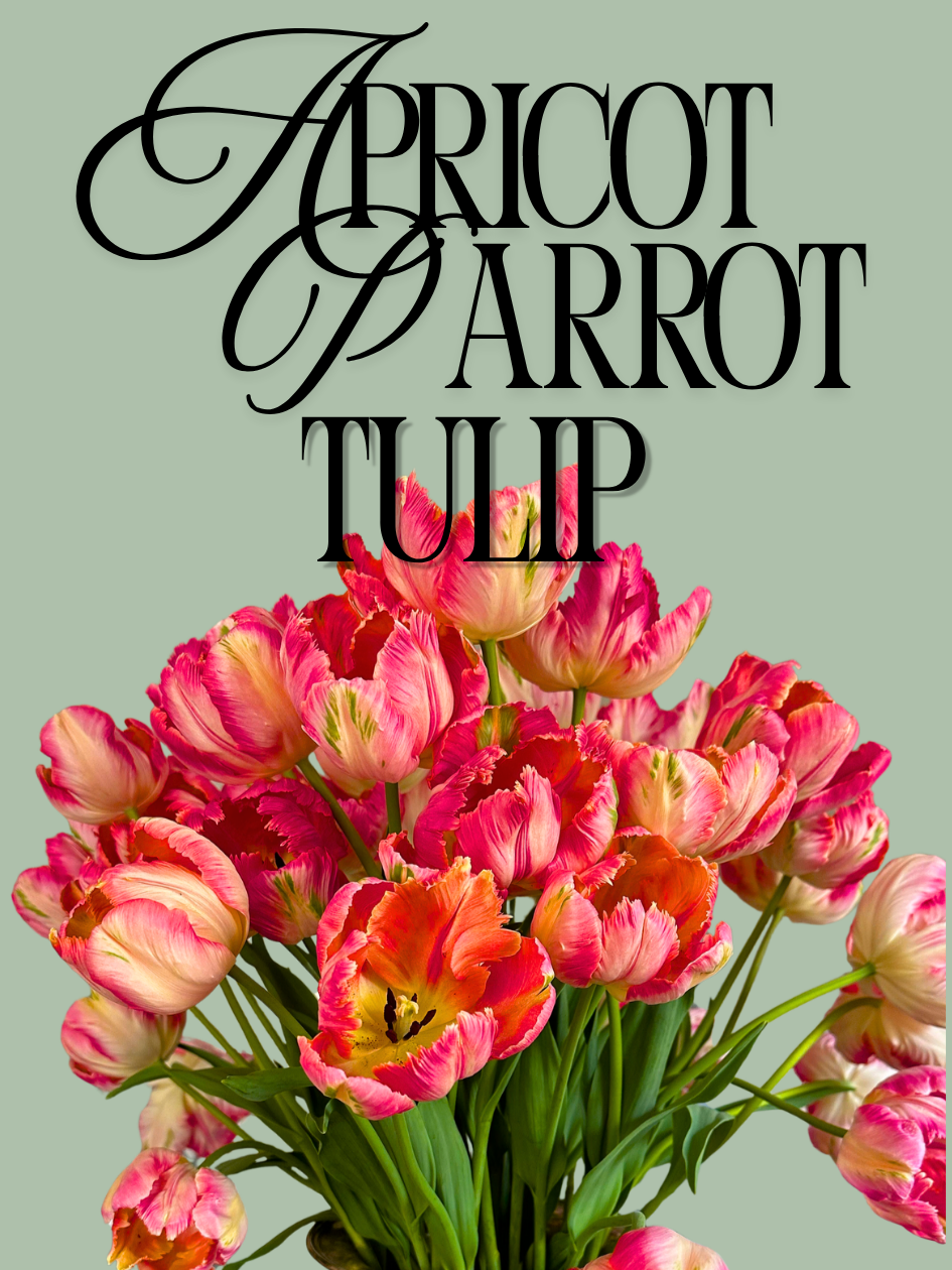 Apricot Parrot Tulip Bulbs
