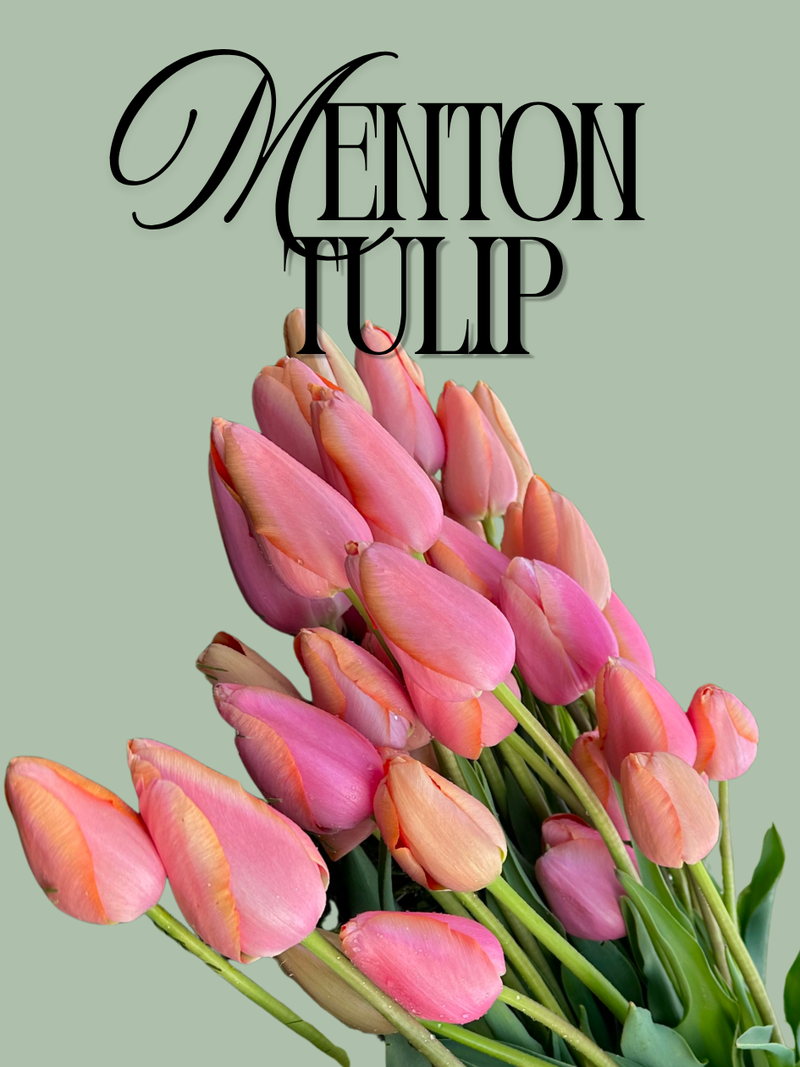 Menton Tulip Bulbs
