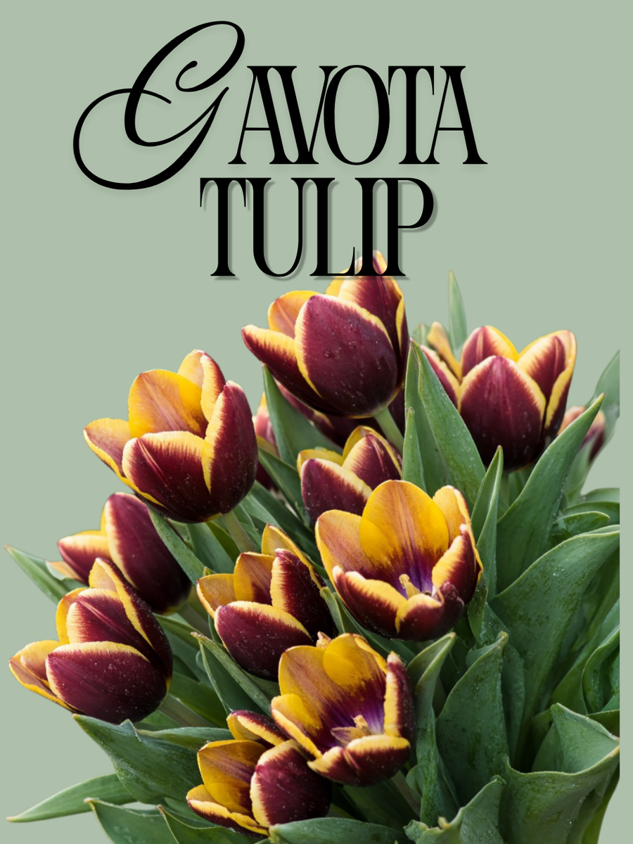 Gavota Tulip Bulbs
