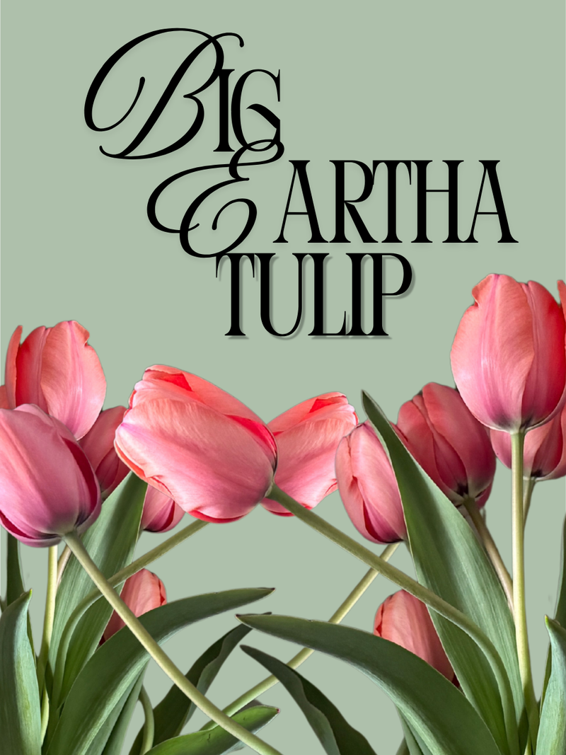 Big Eartha Tulip Bulbs