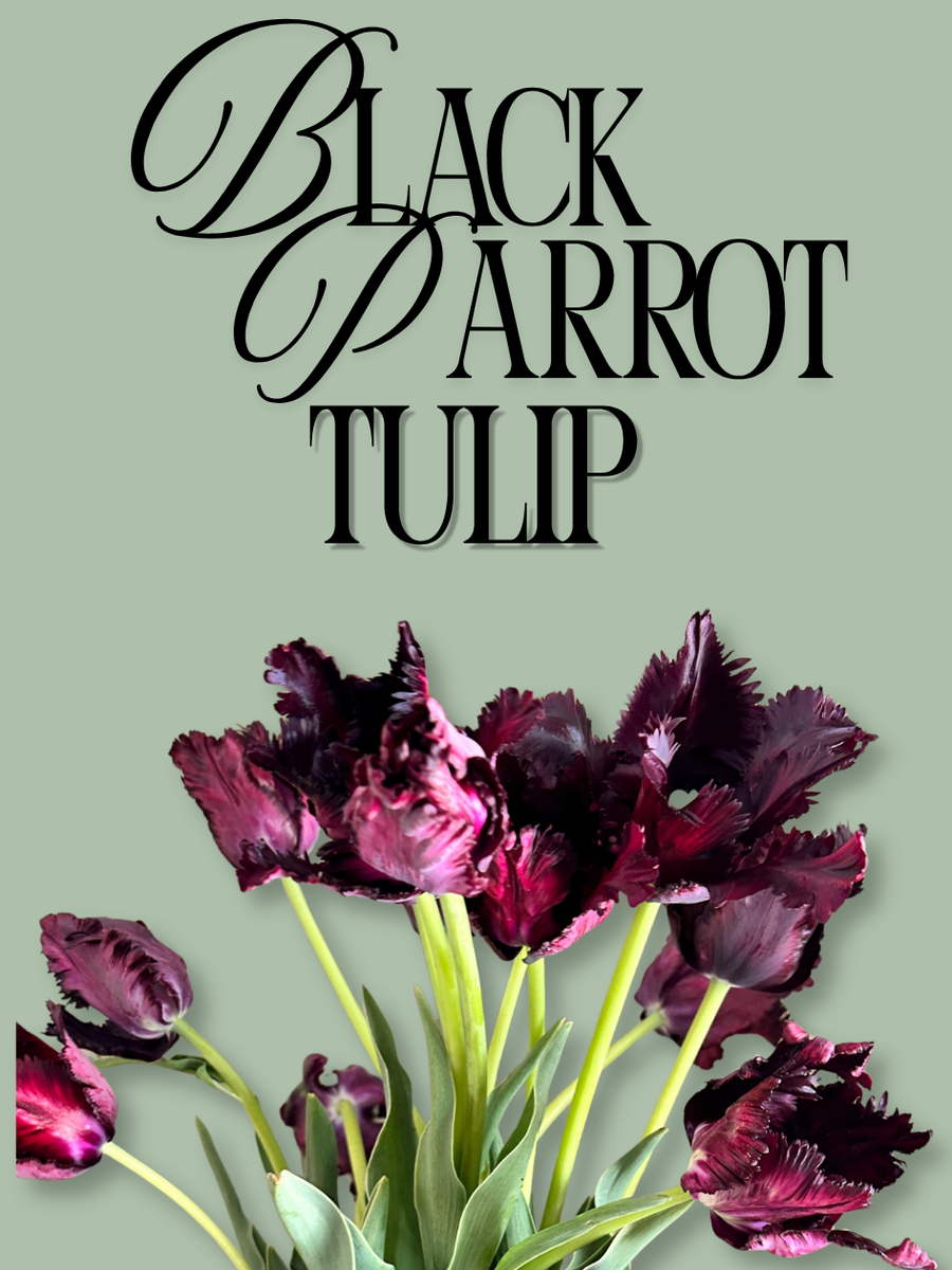 Black Parrot Tulip Bulbs