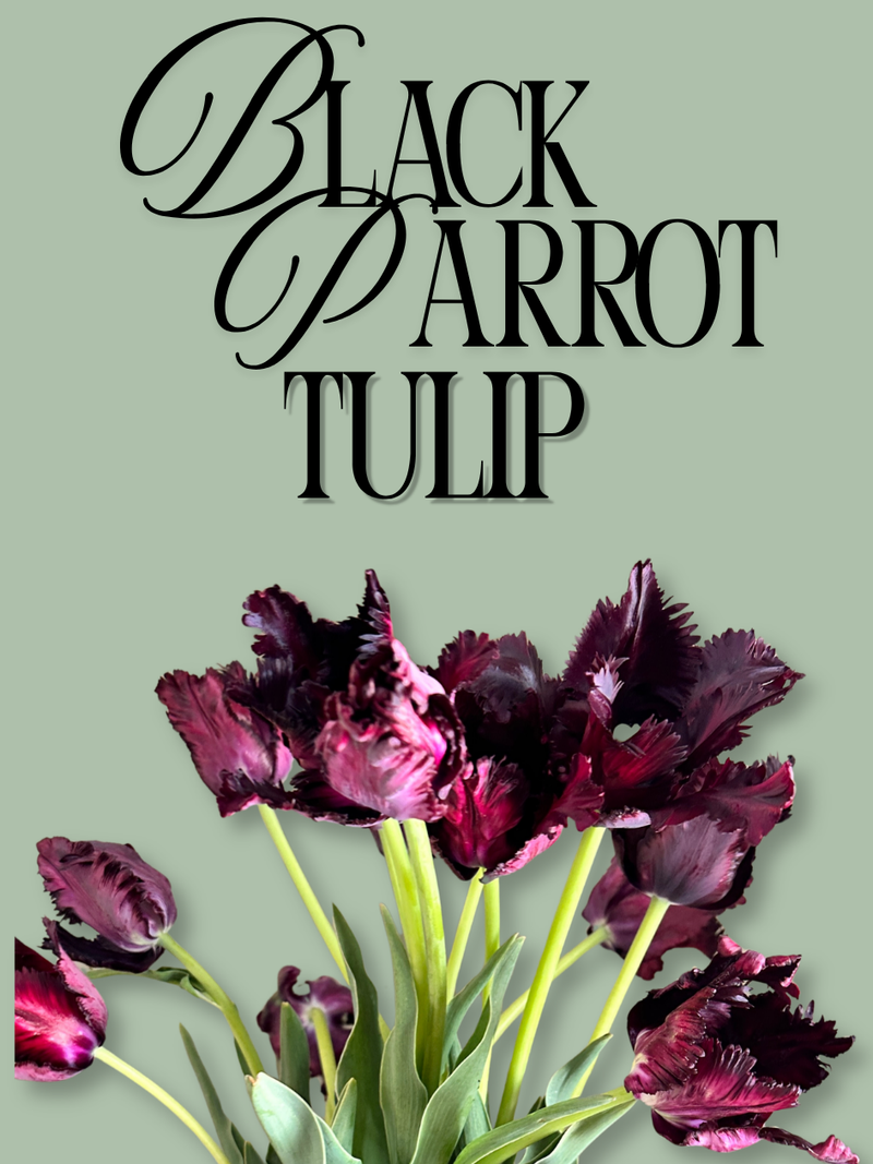Black Parrot Tulip Bulbs