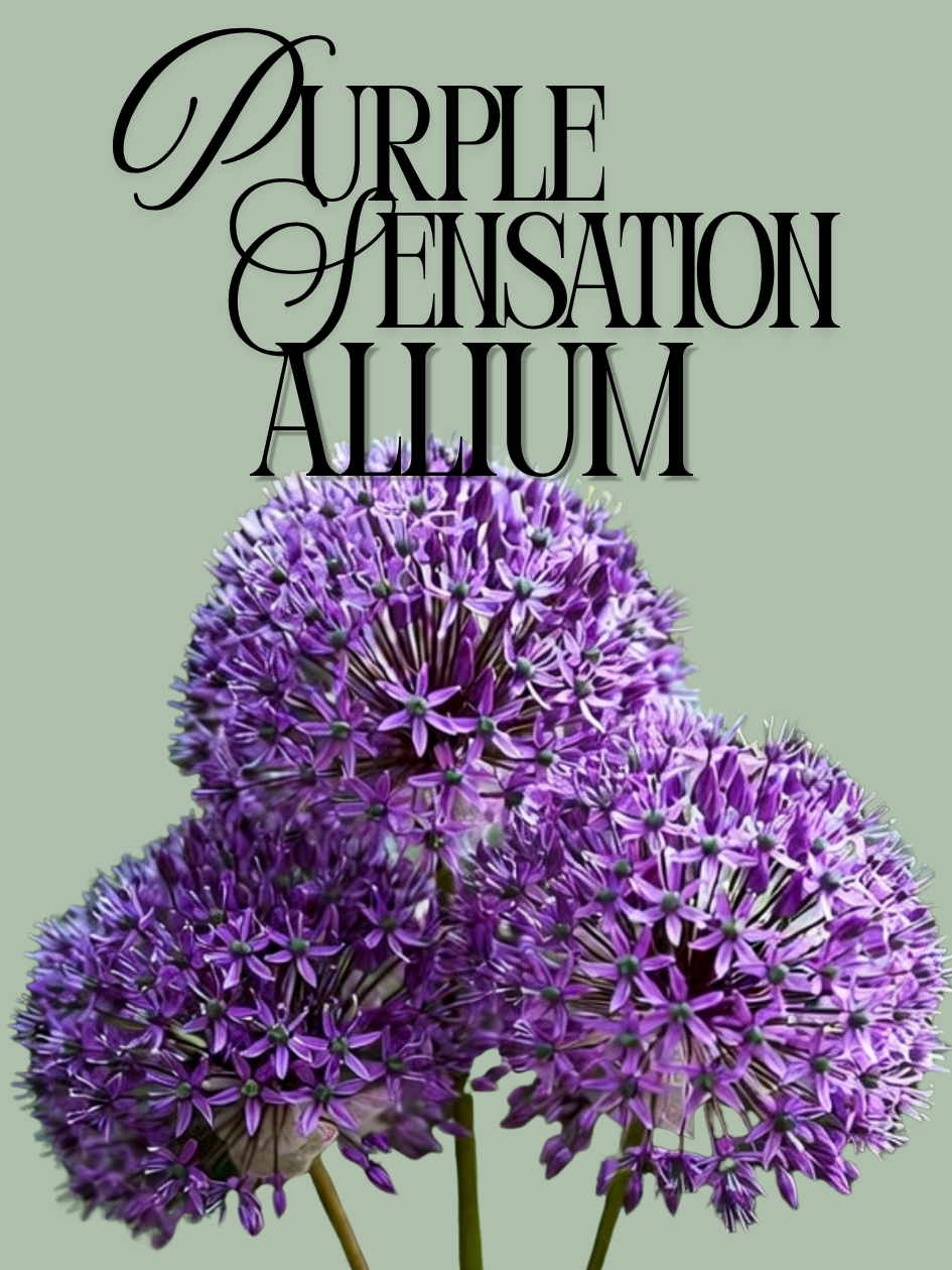 Purple Sensation Allium