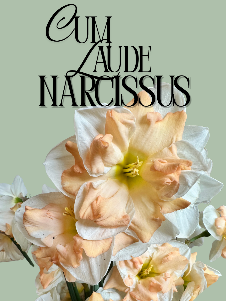 Cum Laude Narcissus Daffodil Bulbs