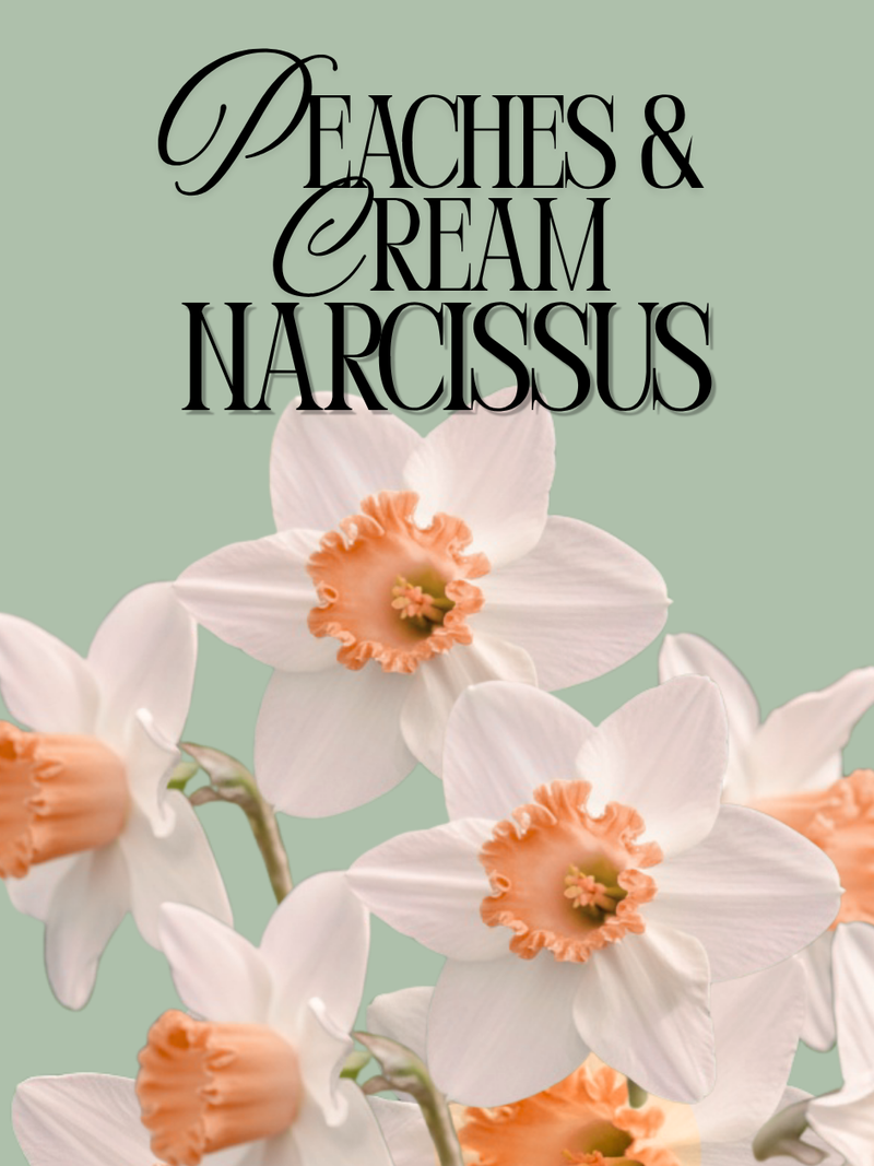 Peaches and Cream Narcissus Daffodil Bulbs